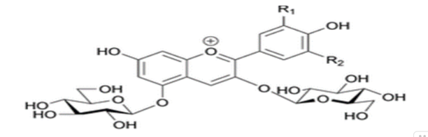 Structure of anthocyanins.PNG